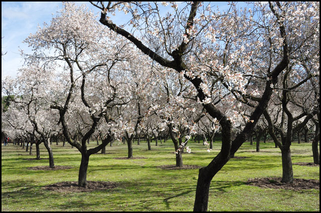 Garden of almond trees